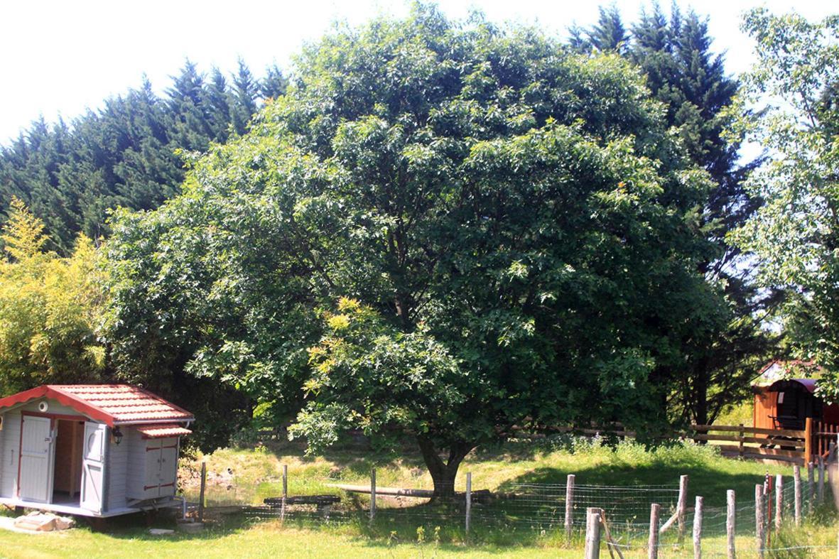 מלון Saint-Vincent-en-Bresse Roulotte Irlandaise Polly מראה חיצוני תמונה